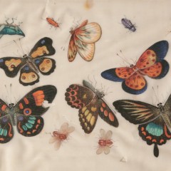 Chinese Export Watercolor on Mulberry Pith Paper of Multiple Butterflies