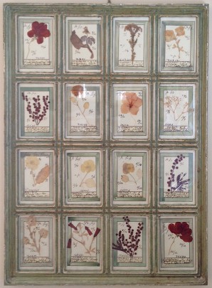 Framed Dried Botanical Specimens