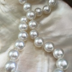 Fine White 14.mm X 15.2mm South Sea Pearl Necklace