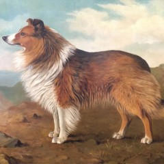 Frederick William Frohawk Oil on Canvas “Portrait of a Collie”