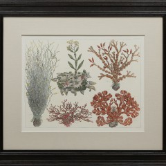 Group of Three 18th C. Hand Colored Coral Species Engravings