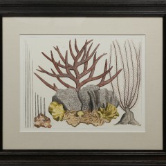 Group of Three 18th C. Hand Colored Coral Species Engravings