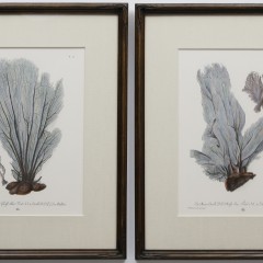 Pair of 18th C. Hand Colored Coral Species Engravings