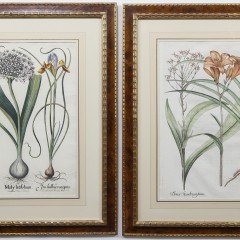 111-4270 Botanical Engravings_8165 2