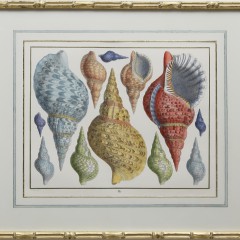 Albertus Seba Seashell Print