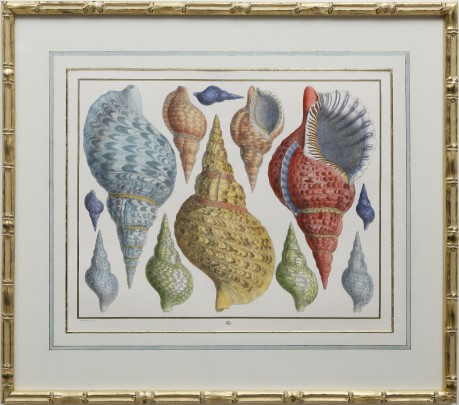 Albertus Seba Seashell Print