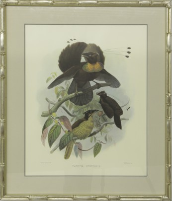 “Birds of America” Framed Print