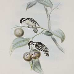 John Gould Hand Colored Lithograph “Iyngipicus Gymnophthalmus, Ceylonese Pygmy Woodpecker”