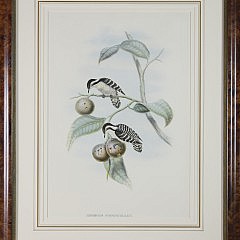 John Gould Hand Colored Lithograph “Iyngipicus Gymnophthalmus, Ceylonese Pygmy Woodpecker”