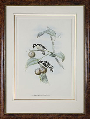 John Gould Hand Colored Lithograph “Iyngipicus Gymnophthalmus, Ceylonese Pygmy Woodpecker”