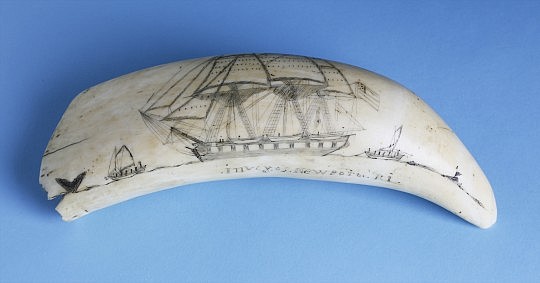 Scrimshaw Tooth 1-4466_0930