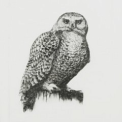 David Lazarus Etching “Owl”