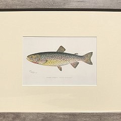 Set of 6 Sherman Foote Denton Antique Fresh Water Series Fish Lithographs