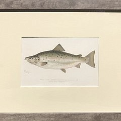 Set of 6 Sherman Foote Denton Antique Fresh Water Series Fish Lithographs