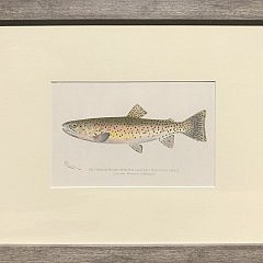 Set of 6 Sherman Foote Denton Antique Fresh Water Series Fish Lithographs