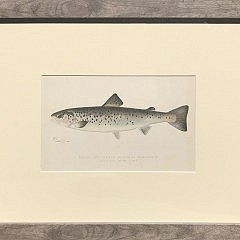 Set of 6 Sherman Foote Denton Antique Fresh Water Series Fish Lithographs