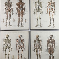 Diehls Anatomy 22-4396_0131