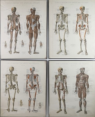 Diehls Anatomy 22-4396_0131