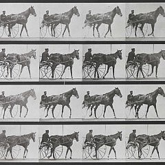 Eadweard Muybridge Animal Locomotion Horse 15-4396 B_0062