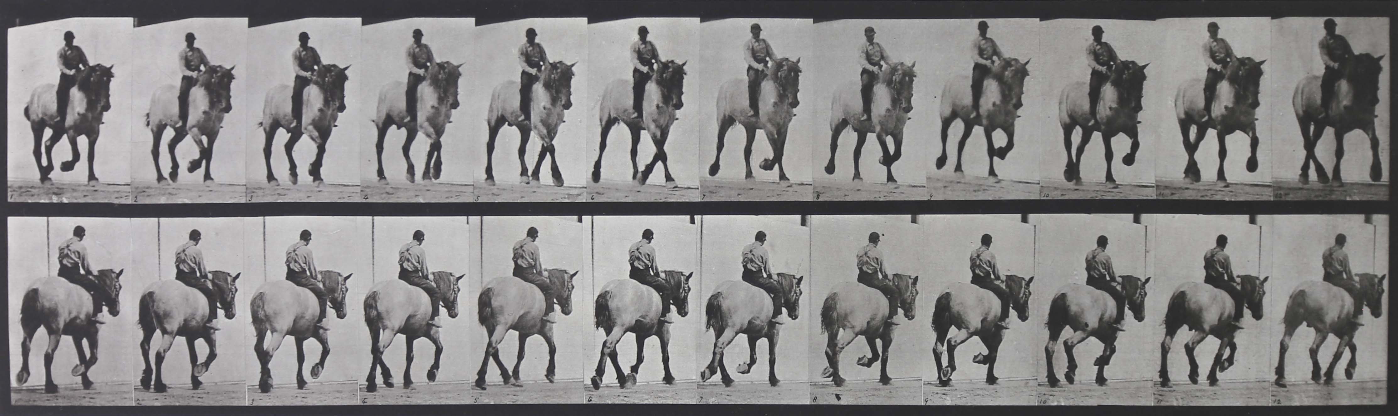 Eadweard Muybridge - Animal Locomotion – Plate 599 by Eadweard ...