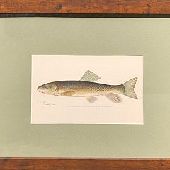 Set of 6 Sherman Foote Denton Antique Fresh Water Series Fish Lithographs “Pike Perch, Pike, Cisco, Adirondack Frost Fish, Brook Sucker and Bullhead”