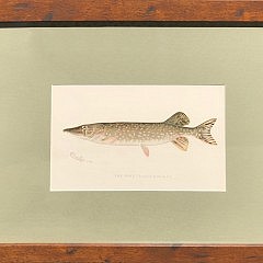 Set of 6 Sherman Foote Denton Antique Fresh Water Series Fish Lithographs “Pike Perch, Pike, Cisco, Adirondack Frost Fish, Brook Sucker and Bullhead”