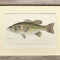 Set of 3 Sherman Foote Denton Matted and Framed Bass Lithographs “Small Mouth Bass” and “Large Mouth Bass”