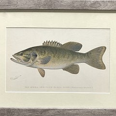 Set of 3 Sherman Foote Denton Matted and Framed Bass Lithographs “Small Mouth Bass” and “Large Mouth Bass”