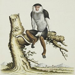 Collection of 12 Hand Colored Engravings of Monkeys