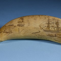 Whaler Scrimshawed Sperm Whale Tooth, circa 1840, active whaling scene depicting a whale ship with two boats out to assist a third whaleboat fast to a whale and bringing in the sail. In the distance a stern view of a 2nd whaleship with whaleboat sailing out after two spouting whales.