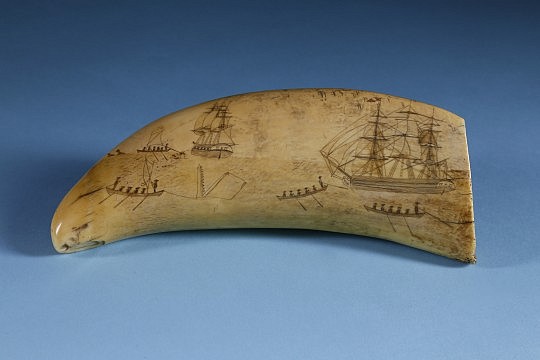 Whaler Scrimshawed Sperm Whale Tooth, circa 1840, active whaling scene depicting a whale ship with two boats out to assist a third whaleboat fast to a whale and bringing in the sail. In the distance a stern view of a 2nd whaleship with whaleboat sailing out after two spouting whales.