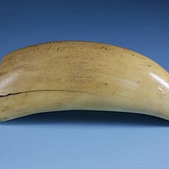 Whaler Scrimshaw Sperm Whale Tooth, circa 1840