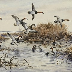 Roland Clark Watercolor on Paper “Canvasback Ducks Landing in the Marsh”