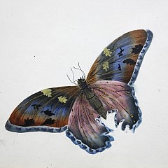 Collection of Eighteen English Watercolors on ‘Super Fine London Board’ “Studies of Butterflies ”