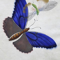 Collection of Eighteen English Watercolors on ‘Super Fine London Board’ “Studies of Butterflies ”