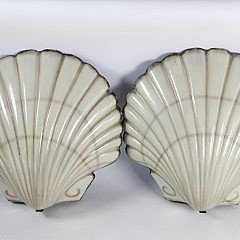 Scallop Shells