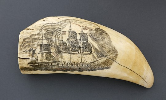 Whaler Polychrome Scrimshawed Sperm Whale Tooth