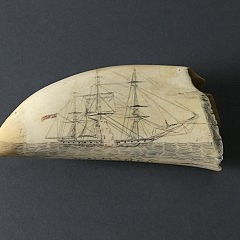 HRH Scrimshaw Sperm Whale Tooth