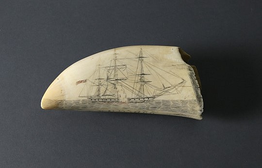 HRH Scrimshaw Sperm Whale Tooth