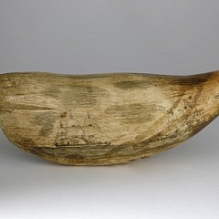 Sperm Whale Tooth