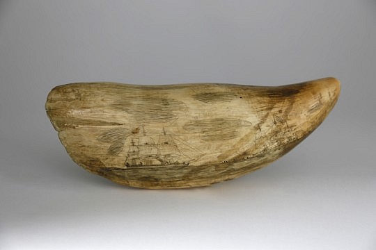 Sperm Whale Tooth