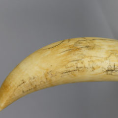 Fine Whaler Scrimshaw Sperm Whale Tooth