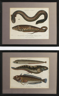 1365-54 Eel Lithos