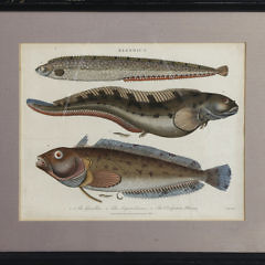 Two Lithographs of Fish and Eels