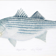 Larry Crawford Striped Bass Hand Colored Print