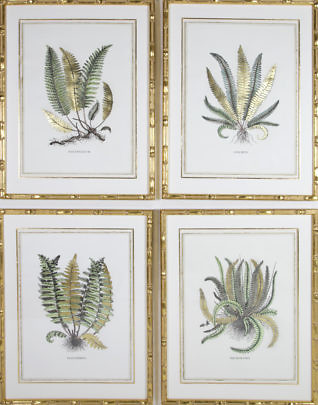 40892 Four Hand Colored Fern Prints