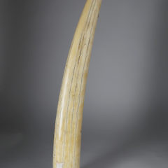 Scrimshaw Walrus Tusk with Two Full Portraits of Women, circa 1870