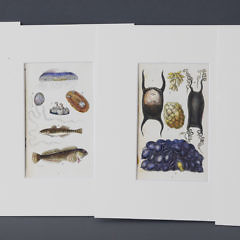 1435-54 Four Antique Shell Lithographs_MG_3209