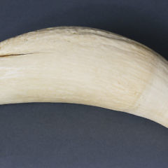 Whaleman A. Burk Inscribed Sperm Whale Tooth, circa 1876