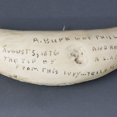 16-3102 Burk Whale Tooth_MG_3280